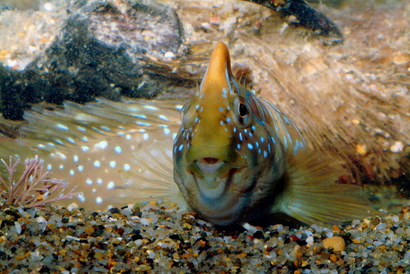 Blennidi